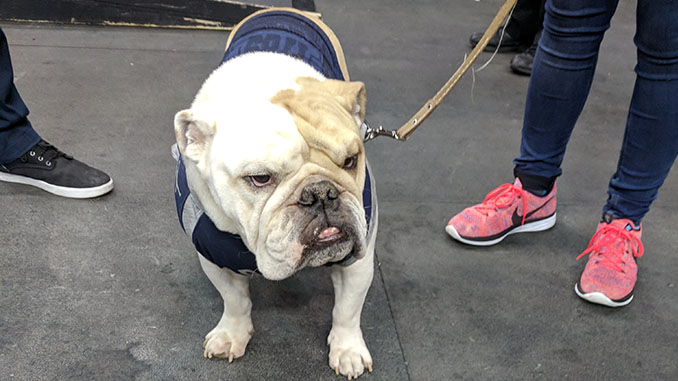 Hoyas Bulldog